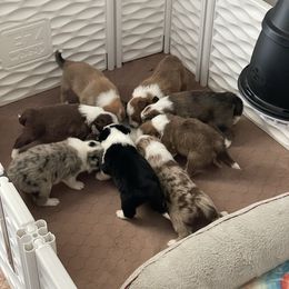 Australian Shepherd and Border Collie Puppies from Wiggles 4 Life