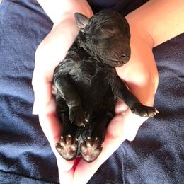 Girl 2 - Black female Labradoodle puppy in Genoa City, Wisconsin from Sakura Pups