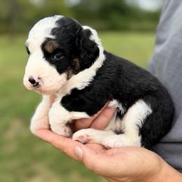 Milo - Tri-color male Bernedoodle puppy in Warrensburg, Missouri from Dreamer Ridge Puppies