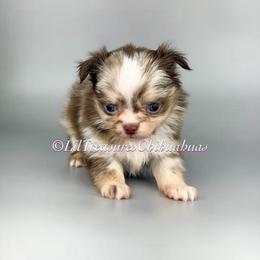 Katrina - Merle female Chihuahua puppy in Anderson, South Carolina from Lil Treasures Chihuahuas