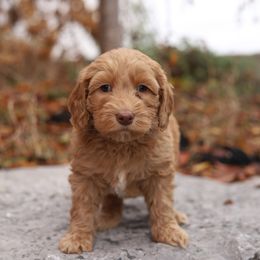 Lavendar - Caramel red female Australian Labradoodle puppy in Williamstown, New York from Lewis Manor Labradoodles