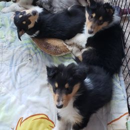 Collie Puppies from Kimegan Collies