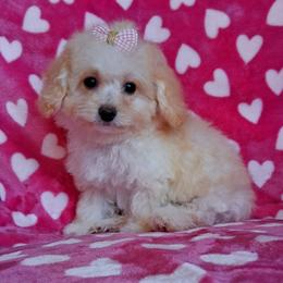 TEACUP Dolly - Cream female Maltipoo puppy in Crestview, Florida from Little Cupcakes and Little Pumpkins Maltipoos