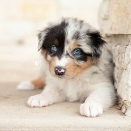 Voodoo - Blue merle female Australian Shepherd puppy in Campbell, Texas from RD Ranch