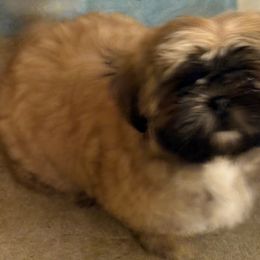 Shih Tzu Puppies from Shih-tzu Dynasty