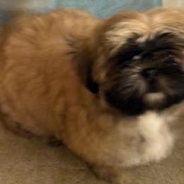 Shih Tzu Puppies from Shih-tzu Dynasty
