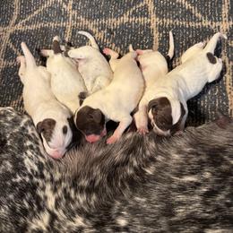 Girl 2 - Liver and white female German Shorthaired Pointer puppy in New Bedford, Massachusetts from Foot Hunter Kennel