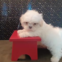 Shih Tzu Puppies from Meadowlyn's Dream Shih Tzu