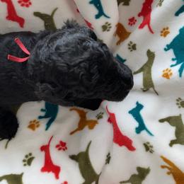 Red-RUBY - Black female Poodle puppy in Hamilton Square, New Jersey from Sweet Standards
