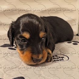 Dachshund Puppies from Salt of the Earth Dachshunds