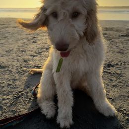 Goldendoodle Puppies from Fire Sky Kennels