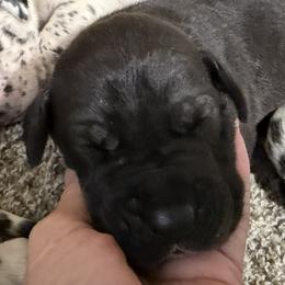 Black Boy - Black male Great Dane puppy in Ottumwa, Iowa from Robin's Great Danes