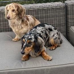 Gloria - Dachshund