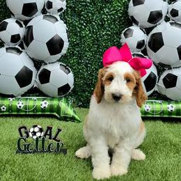 Apple's Pink Girl - Parti female Goldendoodle puppy in Kountze, Texas from Texas Doodles LLC