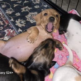 Dachshund Puppies from Neeley Family's Weenies