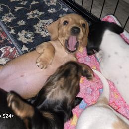 Dachshund Puppies from Neeley Family's Weenies