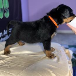 "Strike a pose" Rottweiler Puppies from VHWilliamsRottweilers