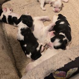 Cocker Spaniels from Vc n Cpk Cockers