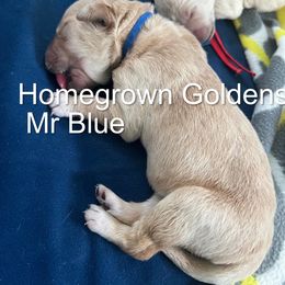 Golden Retriever Puppies from Homegrown Goldens