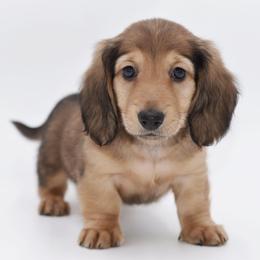 LOUIS - AKC Import Lines - Cream male Dachshund puppy in Coweta, Oklahoma from Sunnyside Dachshunds