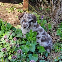 Australian Shepherd Puppies from Farmstead Aussies