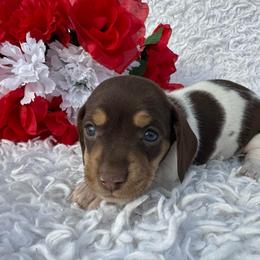 Lottie - Piebald female Dachshund puppy in Colbert, Oklahoma from Brooke Crenshaw