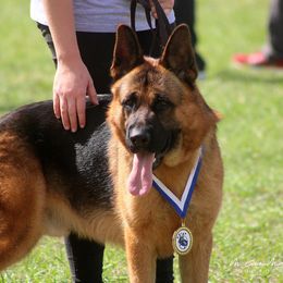 Lex - German Shepherd