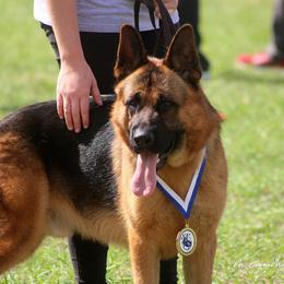 Lex - German Shepherd