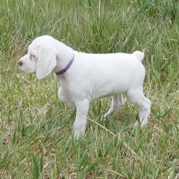 Girl 1 - White and brown female Braque du Bourbonnais puppy in Lincoln, Nebraska from Rufnit Kennels, LLC