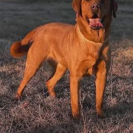 Simmer - Labrador Retriever