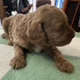 Carson - Buff male Cockapoo puppy in Sheridan, Missouri from Shepherdsfold’s Cockapoos