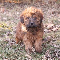 Jade - Red female Whoodle puppy in West Bend, Iowa from Blue Skies Terriers