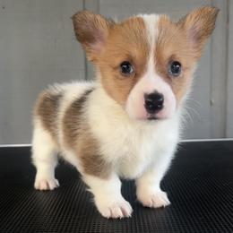 American Corgi and Pembroke Welsh Corgi Puppies from High Cotton Corgis