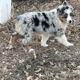 Australian Shepherd Puppies from Double NB Livestock LLC