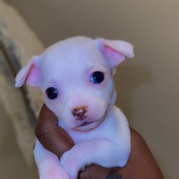 Chihuahua Puppies from Lawinski’s Chihuahua World