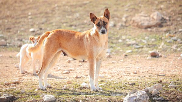 Find Canaan Dog puppies for sale