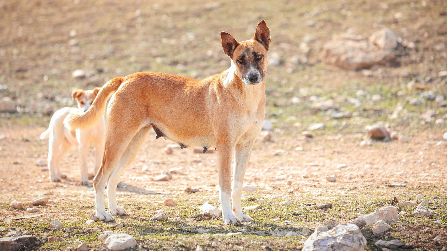 Canaan Dog