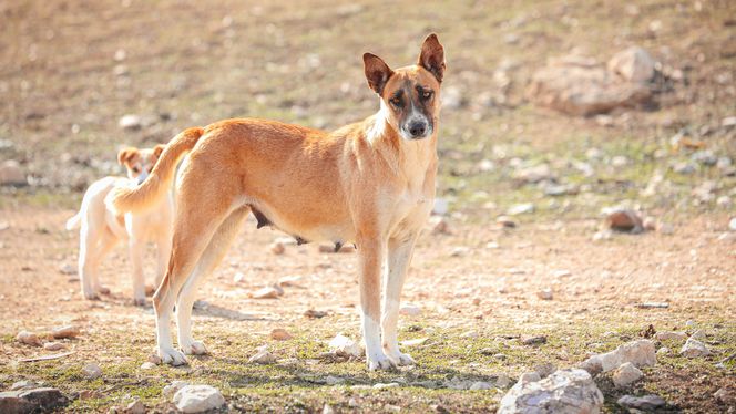 Canaan Dog