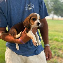 Girl 1 - Black fawn and white female Beagle puppy in Hudson, Michigan from Bachman’s Kennel