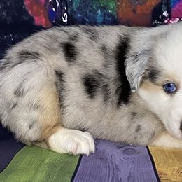 Girl 1 - Miniature Australian Shepherd puppy in Paris, Texas from Kuttin’ Up Mini Aussies