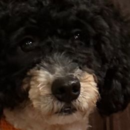 Bernedoodles from Banner Bernedoodles