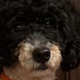 Bernedoodles from Banner Bernedoodles