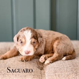 Boy 4 - male Bernedoodle puppy in Tucson, Arizona from Sun Valley Goldendoodles