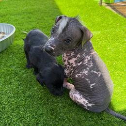 Cannoli - White and black male Xoloitzcuintli puppy in Manitowoc, Wisconsin from Wonderland Kennel