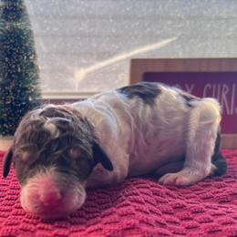 Truffles - Parti male Poodle puppy in Overbrook, Kansas from Hidden Springs Poodles LLC