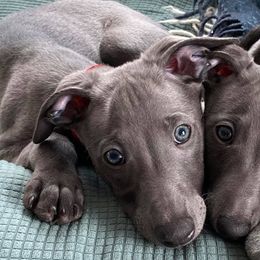 Whippets from Moodyblues Whippets