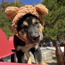 Rick - Black tri male Miniature Australian Shepherd puppy in Potosi, Missouri from Red Hawk Ranch