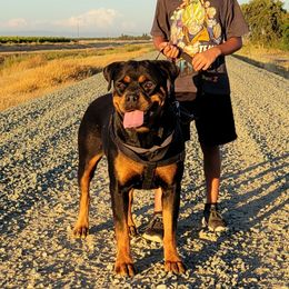 Diamond - Rottweiler