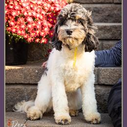 Maddie - Merle female Cockapoo puppy in Connersville, Indiana from Deaz Doodle Ranch