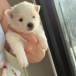 Polar Bear - White female Pomeranian puppy in Cheektowaga, New York from Luxe Legacy Pomeranians